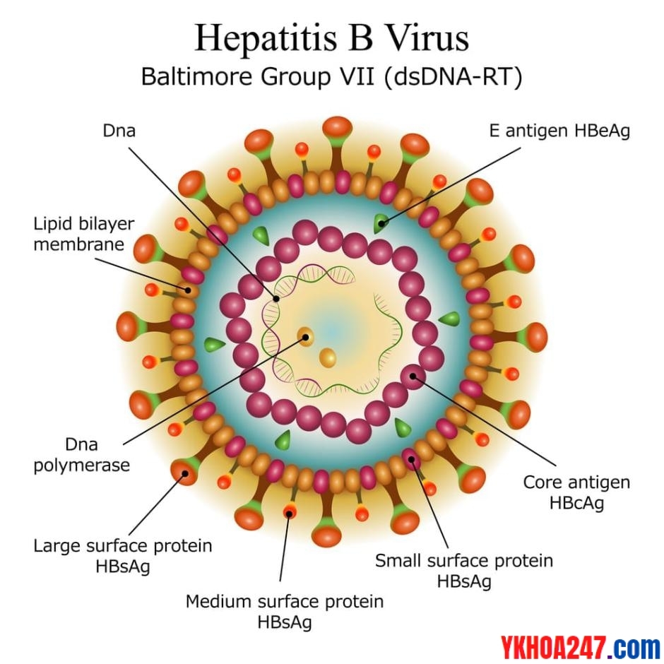 Hepatitis-B-virus