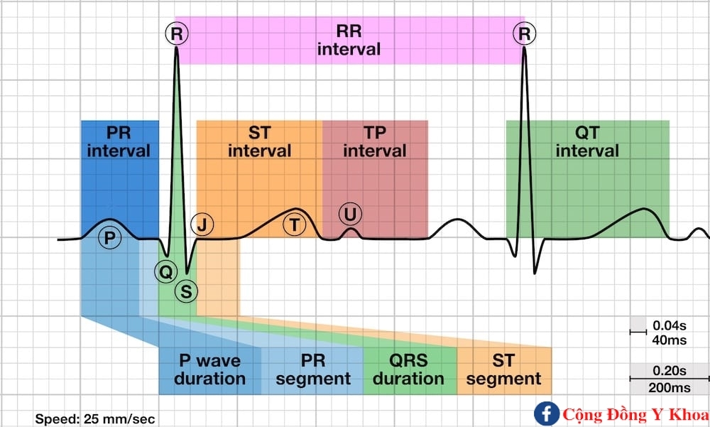 ECG waves segments and intervals